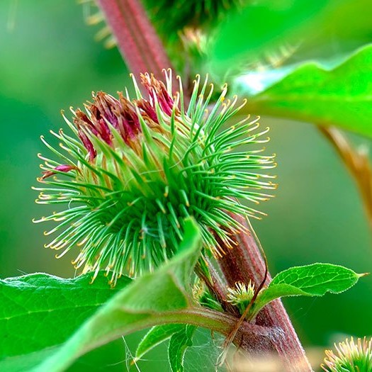 FSS Burdock Root Extract G PF